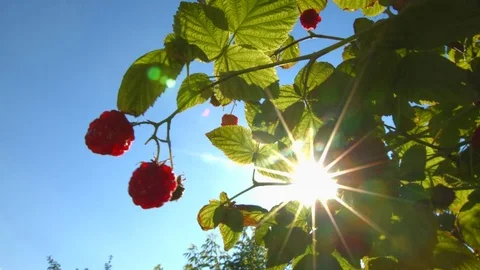 The growing raspberries. Stockbeeldmateriaal 70304085