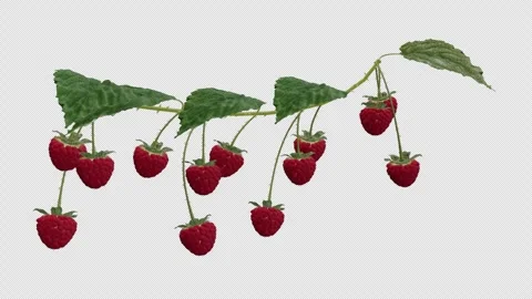 Growing Raspberries - Time Lapse - I - Close Up Stock Footage 265044286