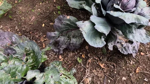 Growing Red Cabbage in the Kitchen Garden Stock Footage 240541558