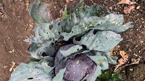 Growing Red Cabbage in the Kitchen Garden Stock Footage 240542707
