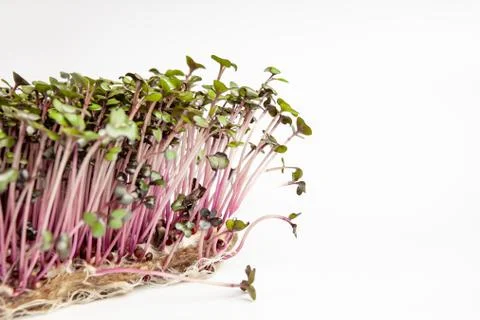 Growing red cabbage micro green, close-up, copy paste. Photos