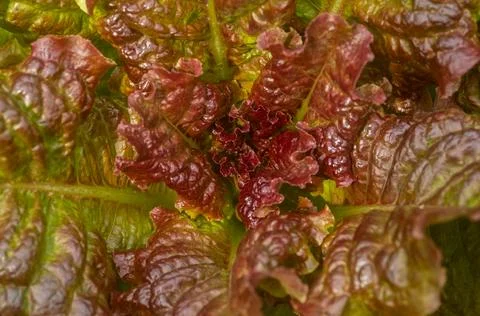 Growing red lettuce close-up. Macro photo, blur and selective focus. Natural Stock Photos