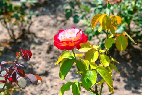 Growing red rose Stock Photos