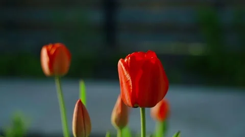 Growing red tulips at sunset, close-up on a blurred background. Smooth camera Stock Footage 308403965