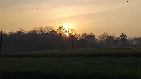 Growing Rice Fields and Sunrise Stock Footage 341456575