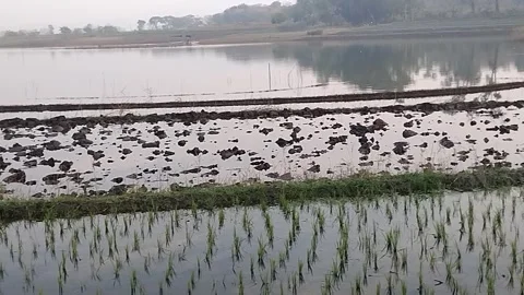 Growing Rice Fields Stock Footage 341456546