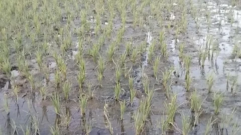 Growing Rice Fields Tilt Up Stock Footage 341456559