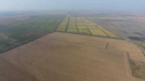 Growing rice on flooded fields. Ripe rice in the field, the beginning of harv Stock Photos