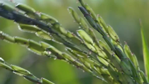 Growing rice Stock Footage 235111295