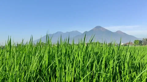 Growing rice, green blown by the wind, background of Mount Arjuno Stock Footage 322173184