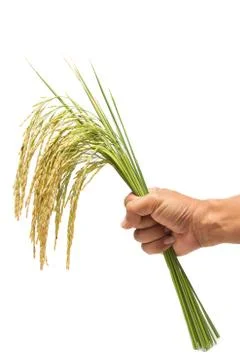 Growing rice in hand Stock Photos