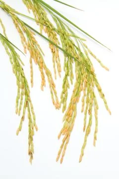 Growing rice Stock Photos