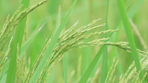 Growing rice in a rice field during the rainy season in Thailand. Stock Footage 290070331