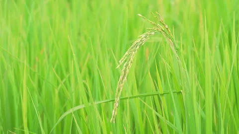 Growing rice in a rice field during the rainy season in Thailand. Stock Footage 290071065