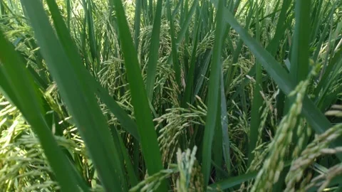 Growing Rice in a Verdant Field Stock Footage 276348942
