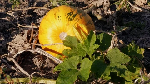 Growing ripe pumpkin patch and yellow flower on farm field Stock Footage 116996063