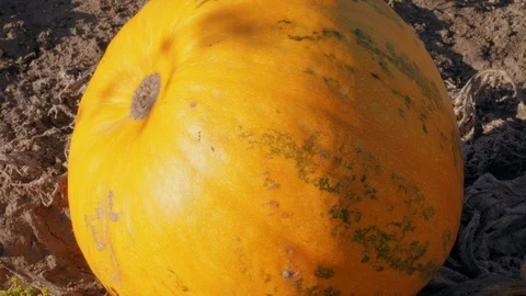 Growing ripe pumpkin patch on farm field, harvest concept Stock Footage 117177499