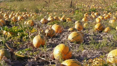 Growing ripe pumpkins ready to be harvested on farm field Stock Footage 116991730
