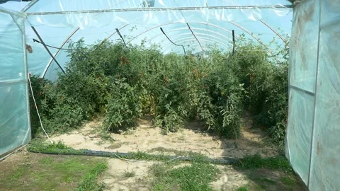Growing ripe red tomatoes in a modern greenhouse. Stock Footage 345267297