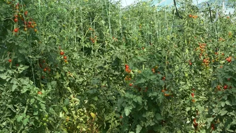 Growing ripe red tomatoes in a modern greenhouse. Stock Footage 345267298