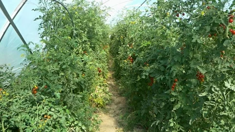 Growing ripe red tomatoes in a modern greenhouse. 스톡 동영상 345267299