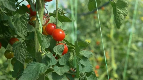 Growing ripe red tomatoes in a modern greenhouse. Stock Footage 345267300