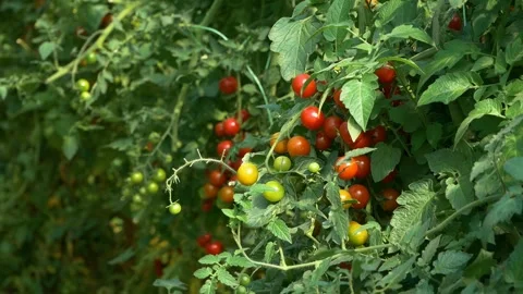 Growing ripe red tomatoes in a modern greenhouse. Stock Footage 345267301