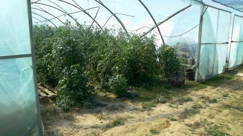 Growing ripe red tomatoes in a modern greenhouse. 스톡 동영상 345267316
