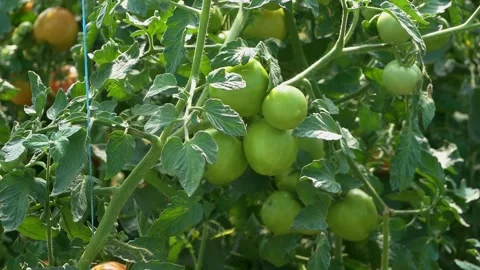 Growing ripe red tomatoes in a modern greenhouse. Stock Footage 345267318