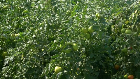 Growing ripe red tomatoes in a modern greenhouse. Stock Footage 345267319