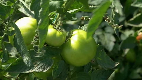 Growing ripe red tomatoes in a modern greenhouse. 스톡 동영상 345267320