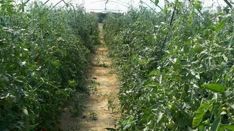 Growing ripe red tomatoes in a modern greenhouse. 스톡 동영상 345267322