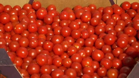 Growing ripe red tomatoes in a modern greenhouse. 스톡 동영상 345267330