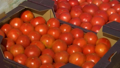 Growing ripe red tomatoes in a modern greenhouse. 스톡 동영상 345267332