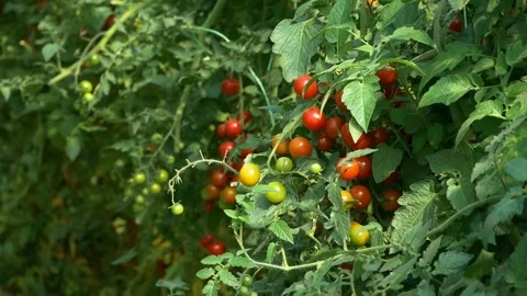 Growing ripe red tomatoes in a modern greenhouse - Video Set Vídeos de archivo 345334259