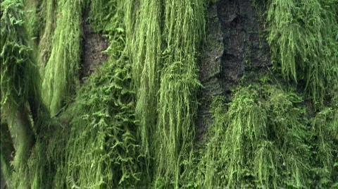 Growing on the rocks Stockbeeldmateriaal 632694