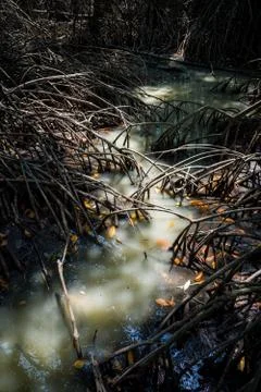 Growing root of mangrove tree in small canal Stock Photos