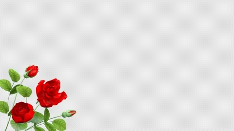 Growing Rose Bloom Animation Motion background, 3DCG Floral Frame Video stock 328452114