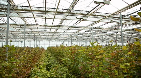 Growing roses in the nursery Stock Footage 62527827