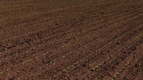 Growing rows of fresh sunflower sprouts on field during agriculture work Stock Footage 309632103