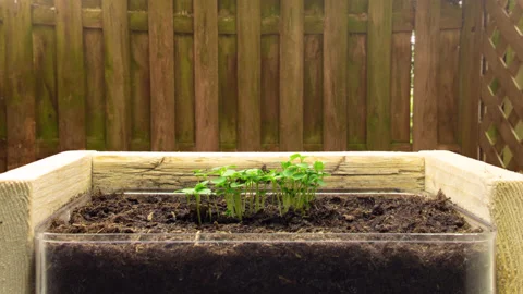 Growing Rucola Rocket Time-lapse Stock Footage 171126170