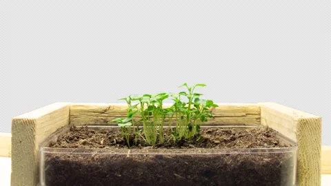 Growing Rucola Rocket Time-lapse with Alpha Channel Stock Footage 171126267