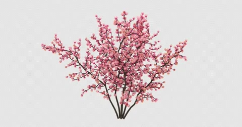 Growing Sakura Flowers-Front Stock Footage 189511682