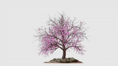 Growing Sakura Tree 3D Render Stock Footage 205425802