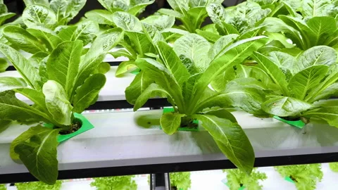 Growing salad vegetables using hydroponic systems Stock Footage 318355142