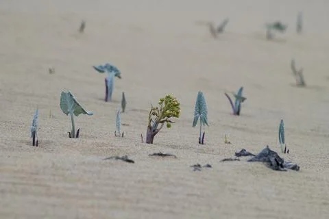 Growing on the sand Stock Photos