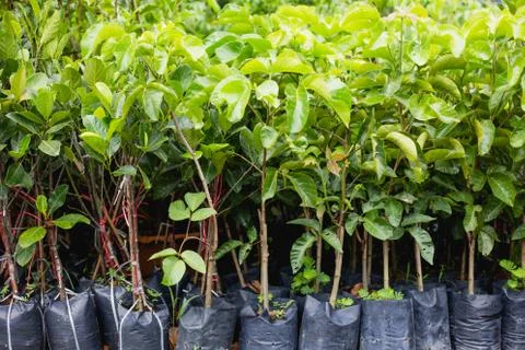 Growing Sapling Stock Photos