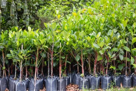 Growing Sapling Stock Photos