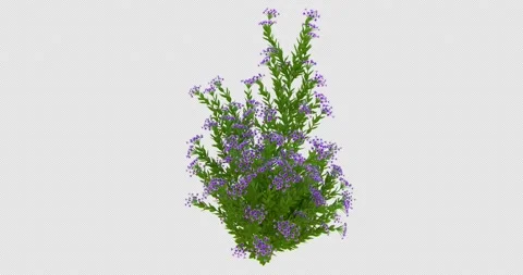Growing Schotti Flowers-Front 動画素材 189966707