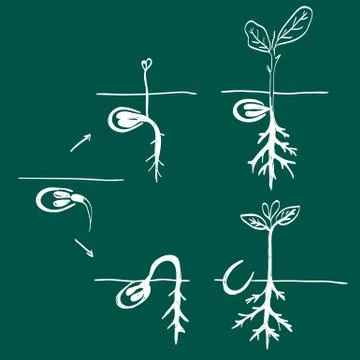 Growing seed doodle Stock Illustration